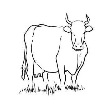 Cow on the field. Vector hand drawn illustration on white background. 스톡 일러스트