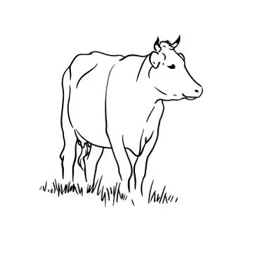 Cow on the field. Vector hand drawn illustration on white background. 스톡 일러스트