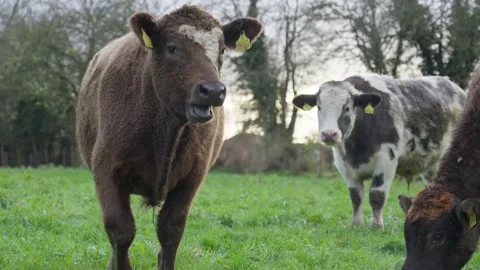 Cow in field walking towards camera while grazing Stock Footage 225490456