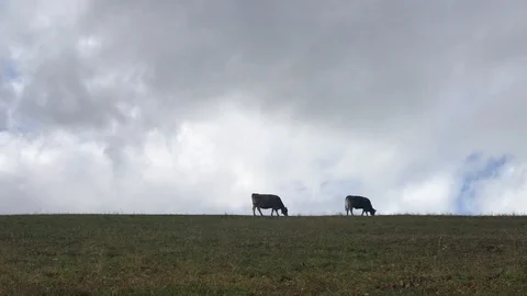 Cow on fields Video stock 112443550