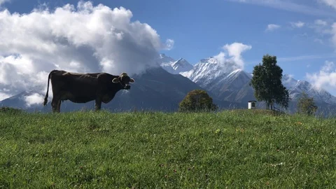 Cow on fields Video stock 112444375