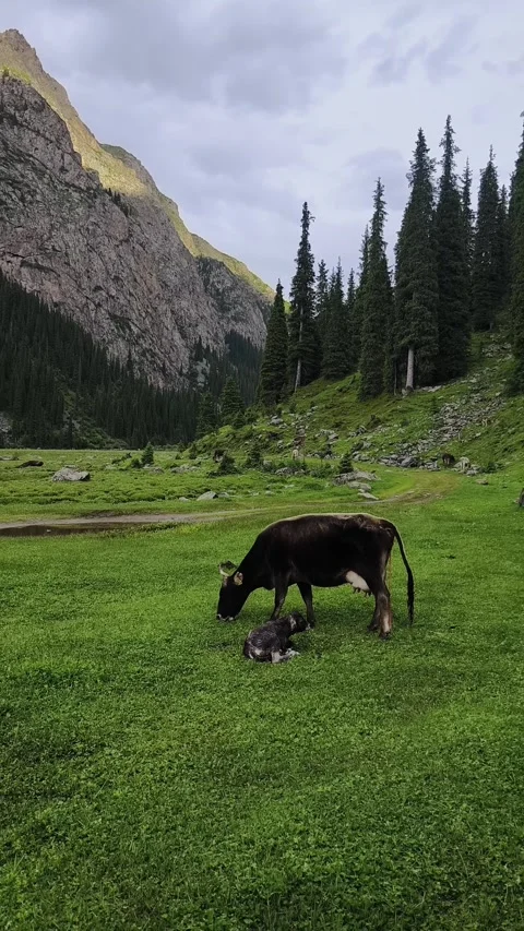 Cow first steps Stock Footage 269532716