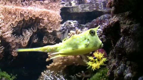 Cow Fish Video stock 22141987