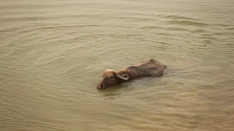 Cow floating in the river Vídeo Stock 25663483