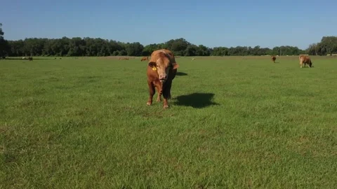 Cow  Fly-out 1 Stock Footage 219825464
