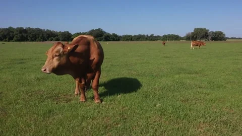 Cow Fly-out 2 Stock Footage 219825511