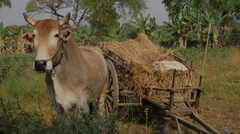 Cow with fodder in field Stock Footage 64652621