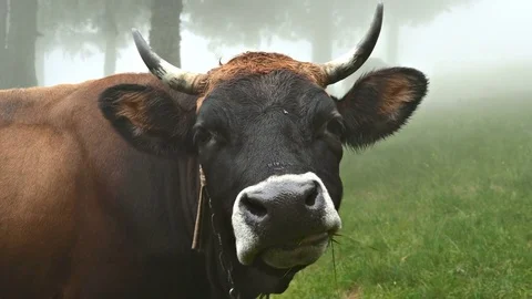 Cow in fog Video stock 81176558
