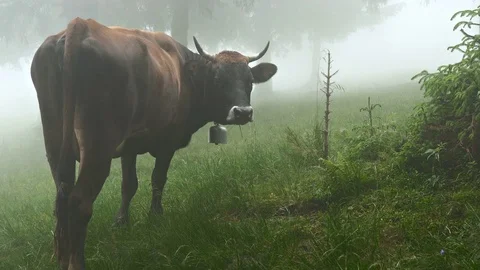 Cow in fog Stock Footage 81176749