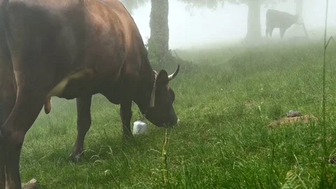 Cow in fog Stock Footage 81178052
