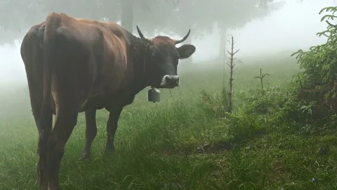 Cow in fog Stock Footage 81179156