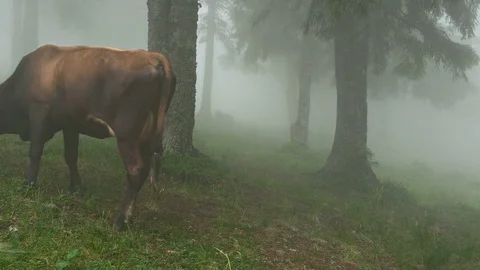 Cow in fog Video stock 81179310