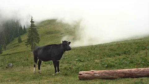 Cow in fog Stock Footage 81280650