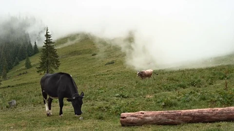 Cow in fog Video stock 81637847