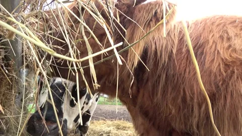 Cow food head Stock Footage 146367964