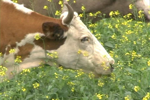 Cow. Stock Footage 333548