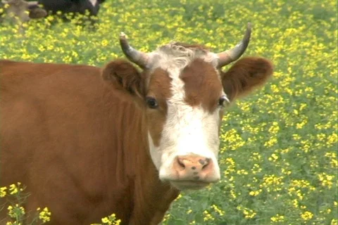 Cow. Stock Footage 333555