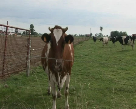 Cow Stock Footage 441398