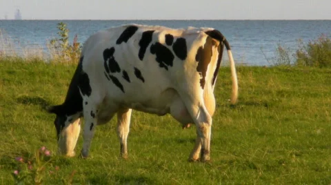 Cow 库存影片 523146