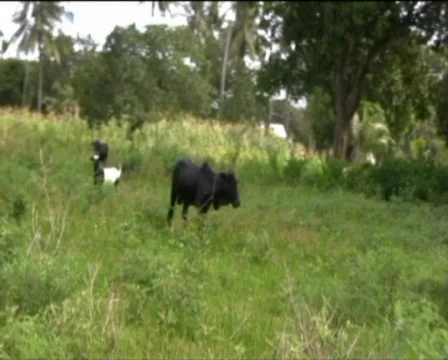 Cow  Stock Footage 558751