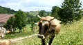 Cow HD Footage