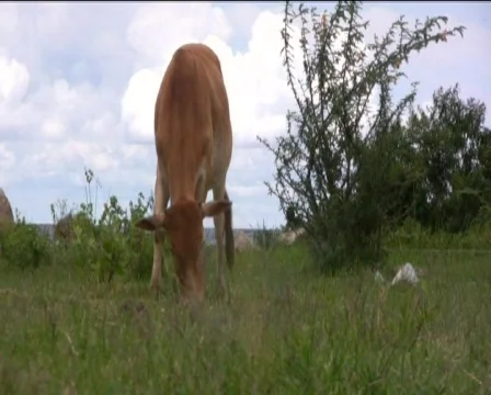 Cow Stock Footage 740479