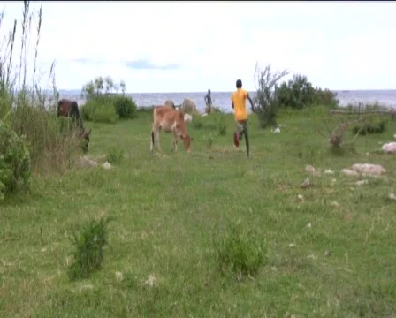 Cow Stock Footage 740480