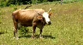Cow HD Footage