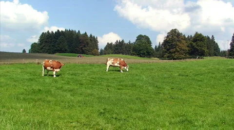 Cow Stock Footage 864902