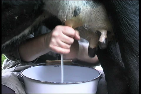 Cow Stock Footage 910824