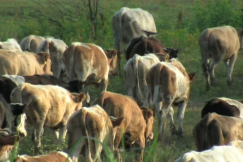 Cow Video stock 910856