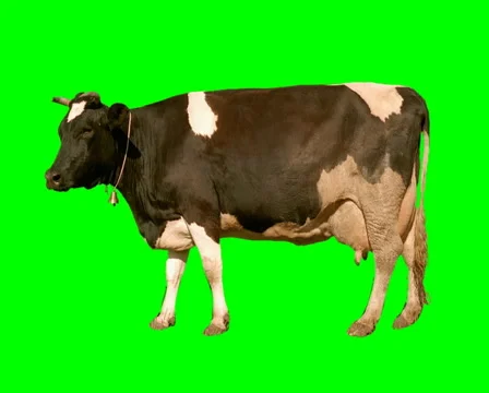 Cow | Stock Video