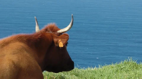 Cow, Stock Footage 4383614