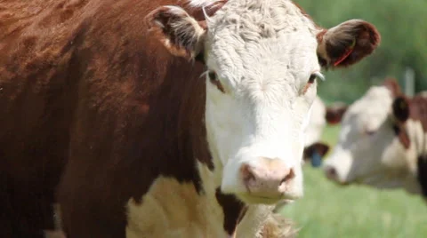 Cow Stock Footage 5236737