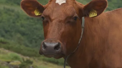 Cow Stock Footage 8906634