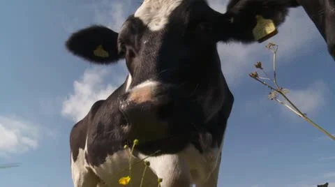 Cow Stock Footage 11302447