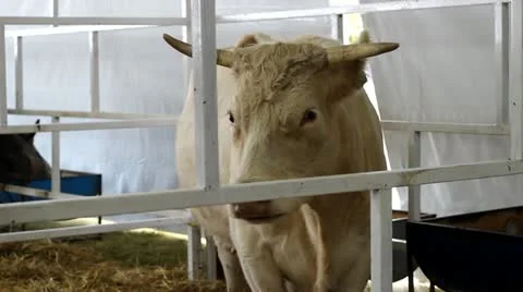 Cow Stock-Footage 12256742