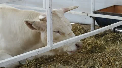 Cow Stock-Footage 12256867