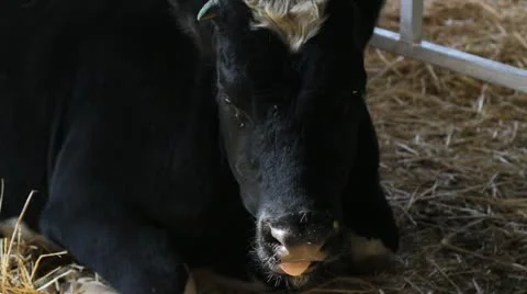 Cow Stock-Footage 12256975