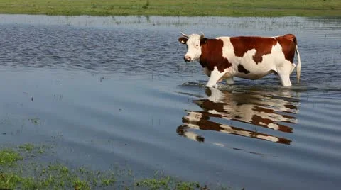 Cow Stock Footage 24653161