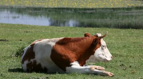 Cow Stock Footage 24653237