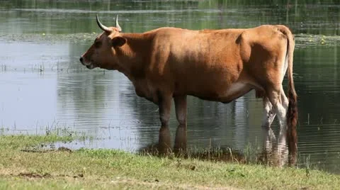 Cow Stock Footage 24653246