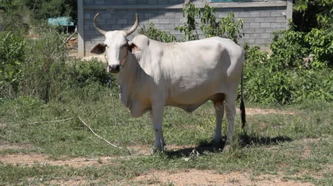 Cow 스톡 동영상 29172154