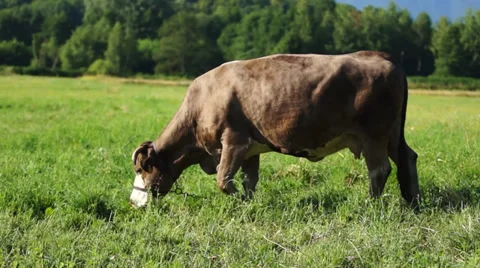 Cow Stock Footage 33962492