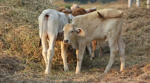 Cow Stock Footage 35065078