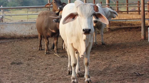 Cow 動画素材 35065082