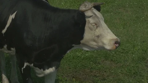 Cow 動画素材 77876900