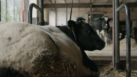 Cow Stock Footage 85303338