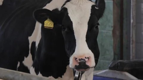 Cow Stock Footage 87642773