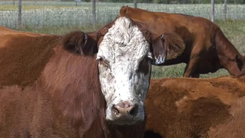 Cow 動画素材 90867963